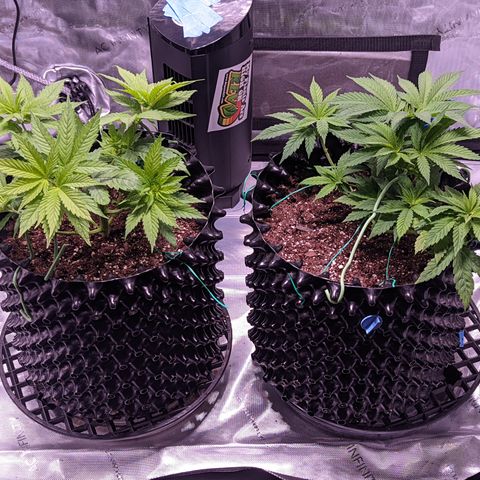 Girl Scout Cookies growlog timeline photo