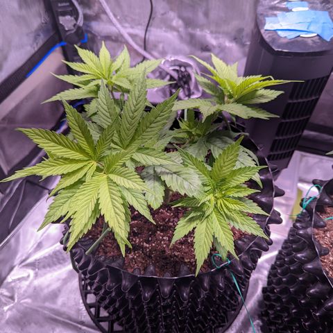 Girl Scout Cookies growlog timeline photo