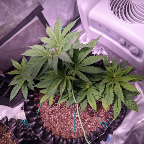 Girl Scout Cookies growlog timeline photo