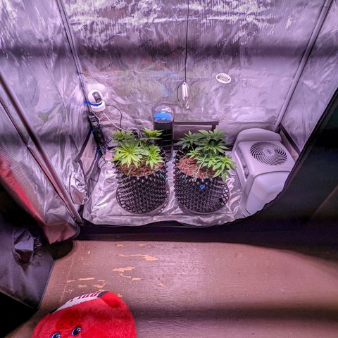Girl Scout Cookies growlog timeline photo