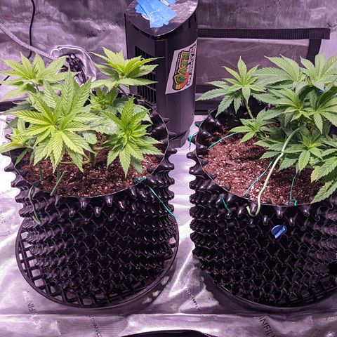 Girl Scout Cookies growlog timeline photo