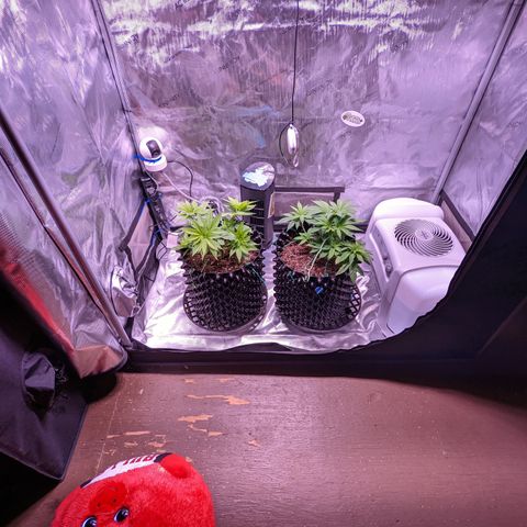 Girl Scout Cookies growlog timeline photo