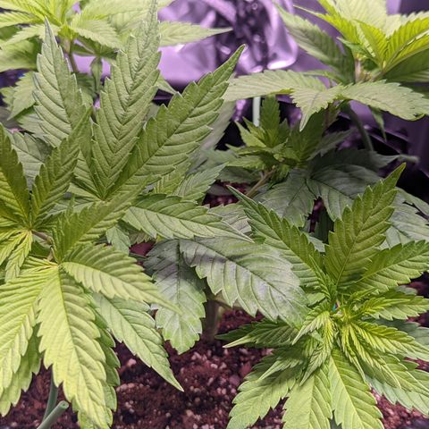 Girl Scout Cookies growlog timeline photo