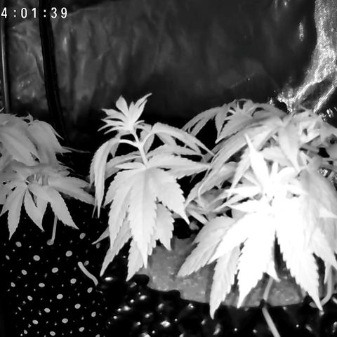 Girl Scout Cookies growlog photo: I waited an extra day to water the girls. 