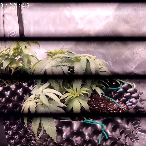 Girl Scout Cookies growlog photo: I waited an extra day to water the girls. 