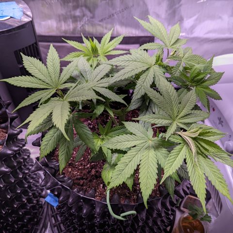Girl Scout Cookies growlog timeline photo