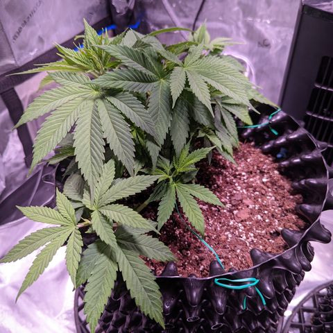 Girl Scout Cookies growlog timeline photo