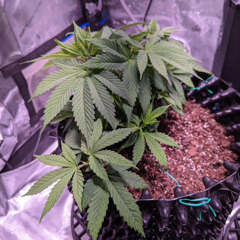 Girl Scout Cookies growlog timeline photo