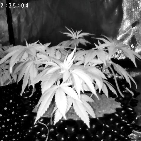 Girl Scout Cookies growlog timeline photo