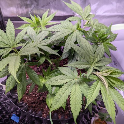 Girl Scout Cookies growlog timeline photo