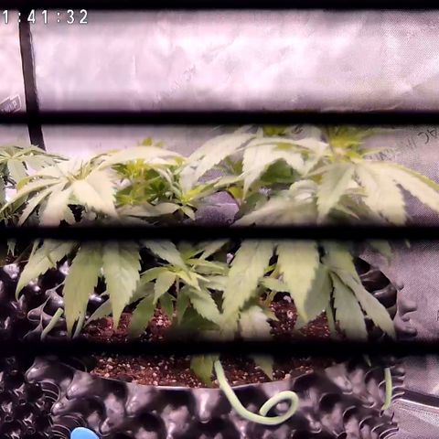 Girl Scout Cookies growlog timeline photo