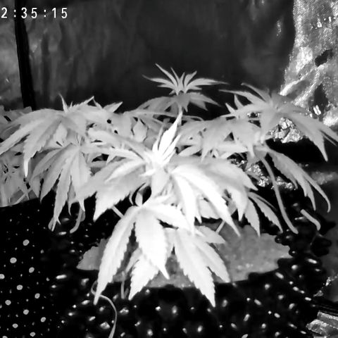 Girl Scout Cookies growlog timeline photo