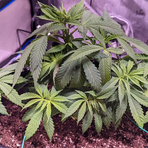 Girl Scout Cookies growlog timeline photo