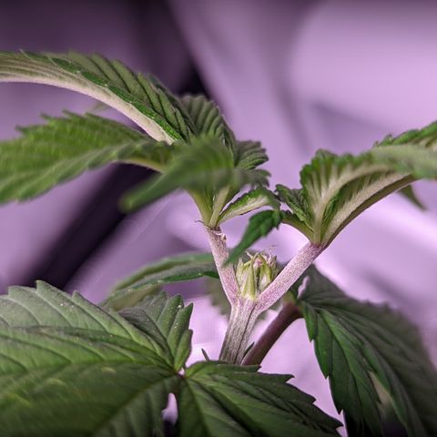 Girl Scout Cookies growlog timeline photo