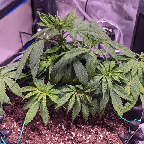 Girl Scout Cookies growlog timeline photo