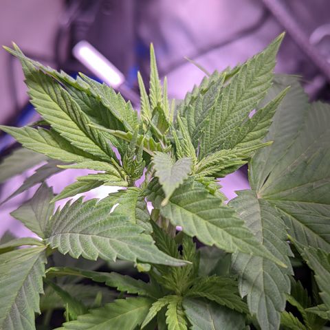 Girl Scout Cookies growlog timeline photo
