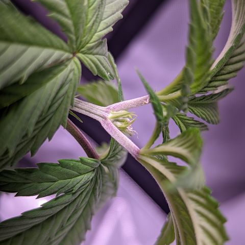 Girl Scout Cookies growlog timeline photo