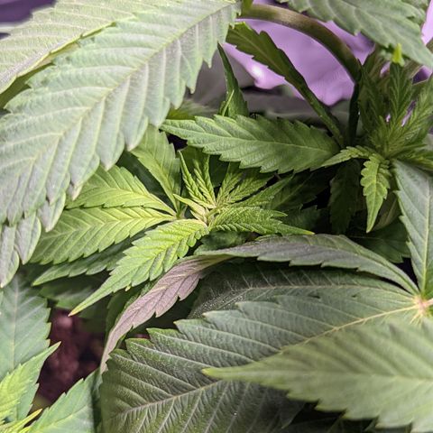 Girl Scout Cookies growlog timeline photo
