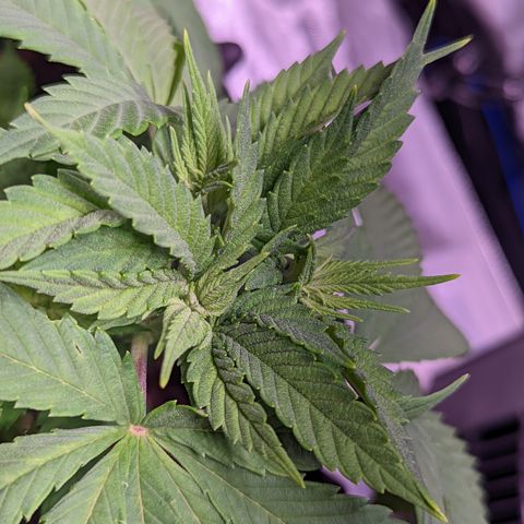 Girl Scout Cookies growlog timeline photo
