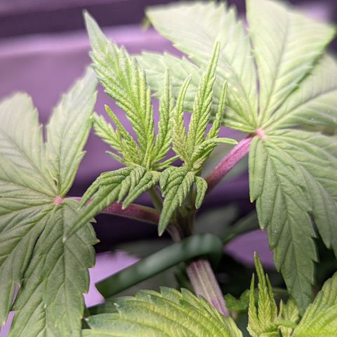 Girl Scout Cookies growlog timeline photo
