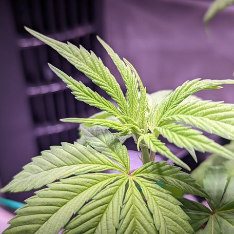 Girl Scout Cookies growlog timeline photo