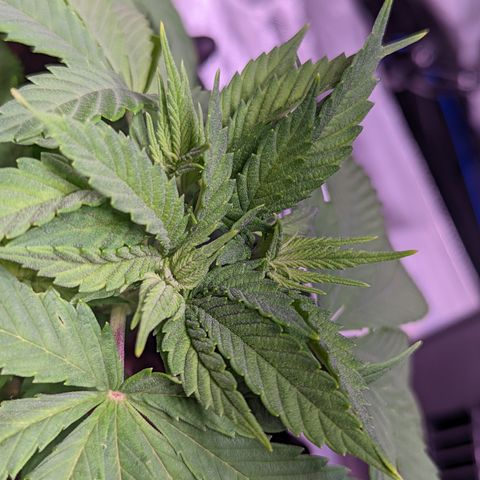Girl Scout Cookies growlog timeline photo