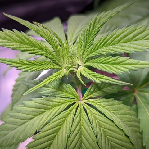 Girl Scout Cookies growlog timeline photo