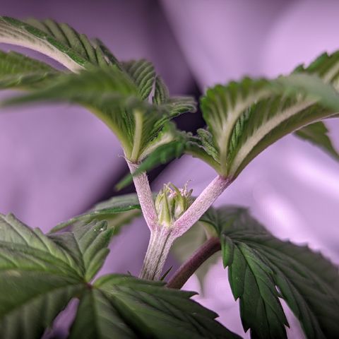 Girl Scout Cookies growlog timeline photo