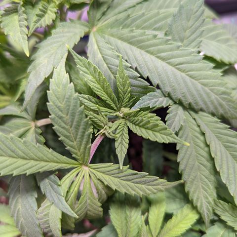 Girl Scout Cookies growlog timeline photo