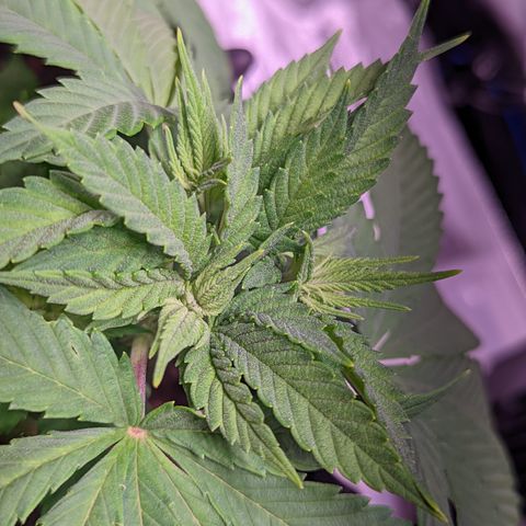 Girl Scout Cookies growlog timeline photo