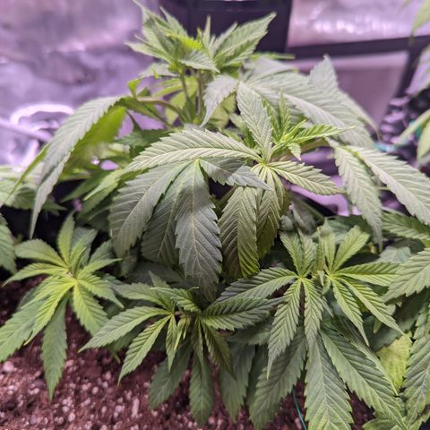 Girl Scout Cookies growlog timeline photo