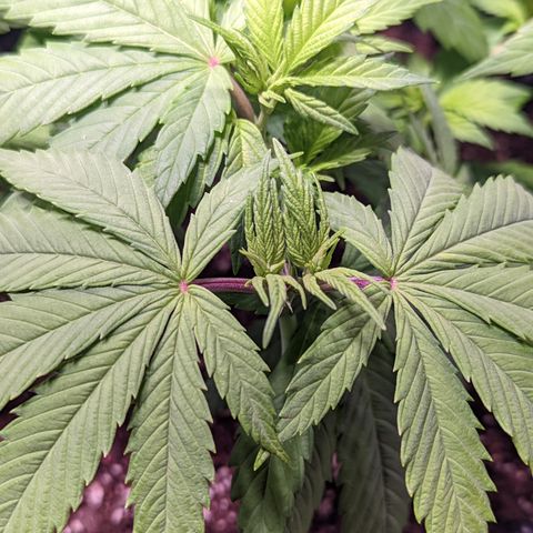 Girl Scout Cookies growlog timeline photo