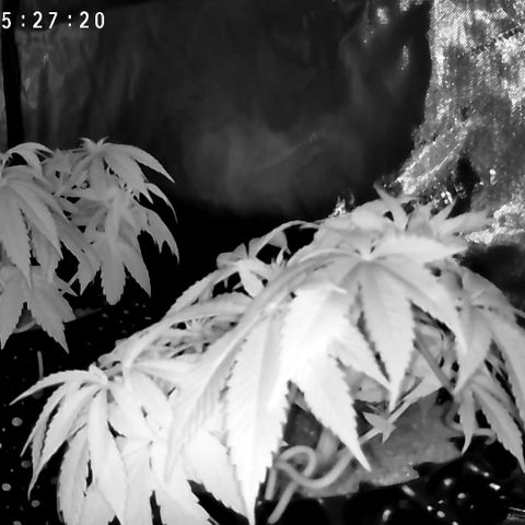 Girl Scout Cookies growlog photo: More tucking. Waiting another day to water. 
