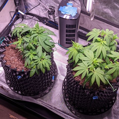 Girl Scout Cookies growlog photo: More tucking. Waiting another day to water. 