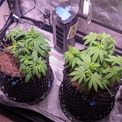 Girl Scout Cookies growlog photo: More tucking. Waiting another day to water. 