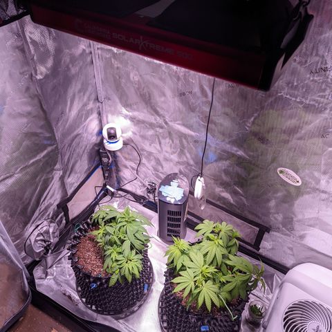 Girl Scout Cookies growlog photo: More tucking. Waiting another day to water. 