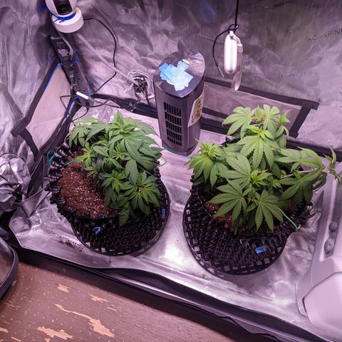 Girl Scout Cookies growlog photo: More tucking. Waiting another day to water. 
