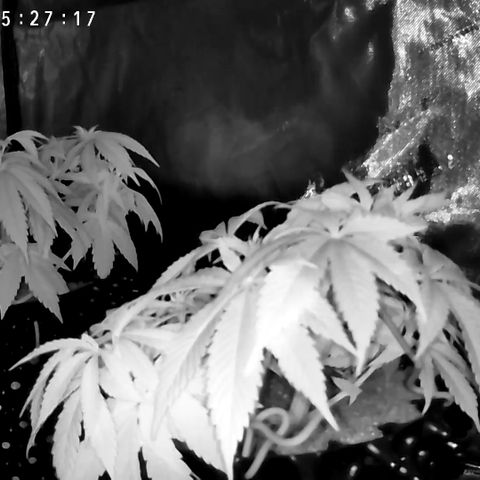 Girl Scout Cookies growlog photo: More tucking. Waiting another day to water. 