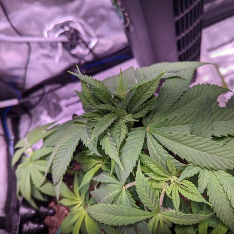 Girl Scout Cookies growlog timeline photo