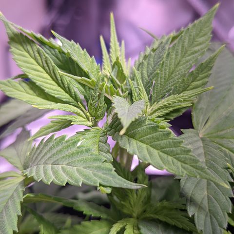 Girl Scout Cookies growlog timeline photo