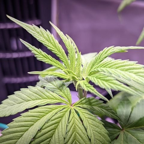 Girl Scout Cookies growlog timeline photo