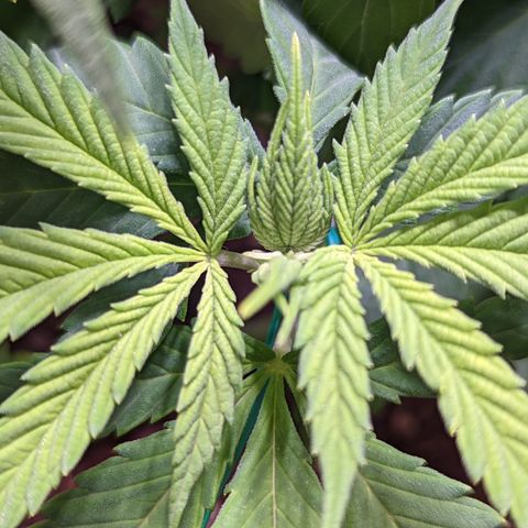 Girl Scout Cookies growlog timeline photo