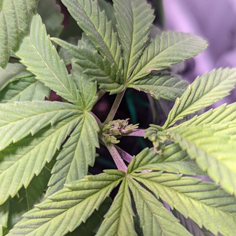 Girl Scout Cookies growlog timeline photo
