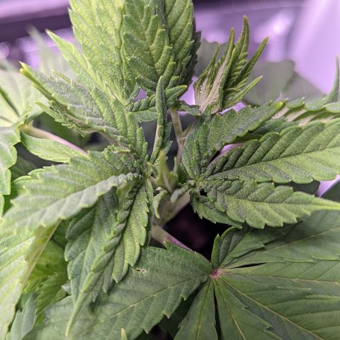 Girl Scout Cookies growlog timeline photo