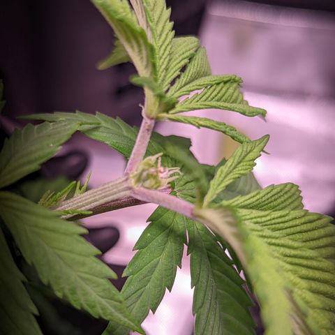 Girl Scout Cookies growlog timeline photo