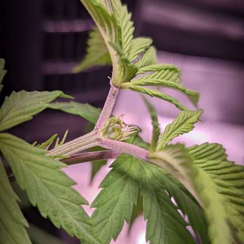 Girl Scout Cookies growlog timeline photo