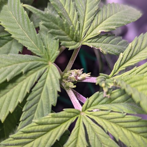 Girl Scout Cookies growlog timeline photo
