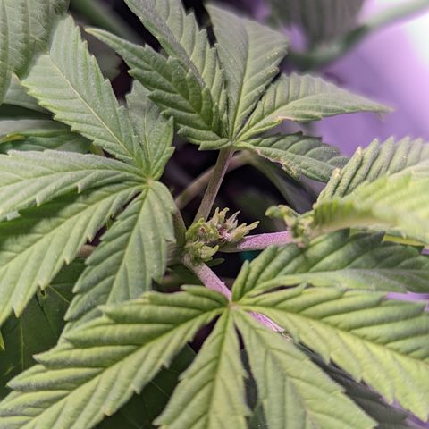Girl Scout Cookies growlog timeline photo