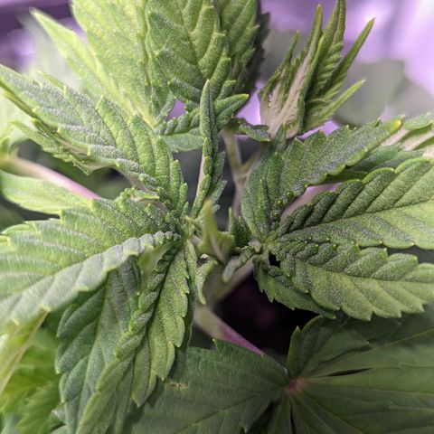 Girl Scout Cookies growlog timeline photo