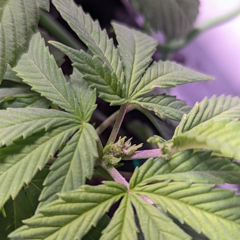 Girl Scout Cookies growlog timeline photo
